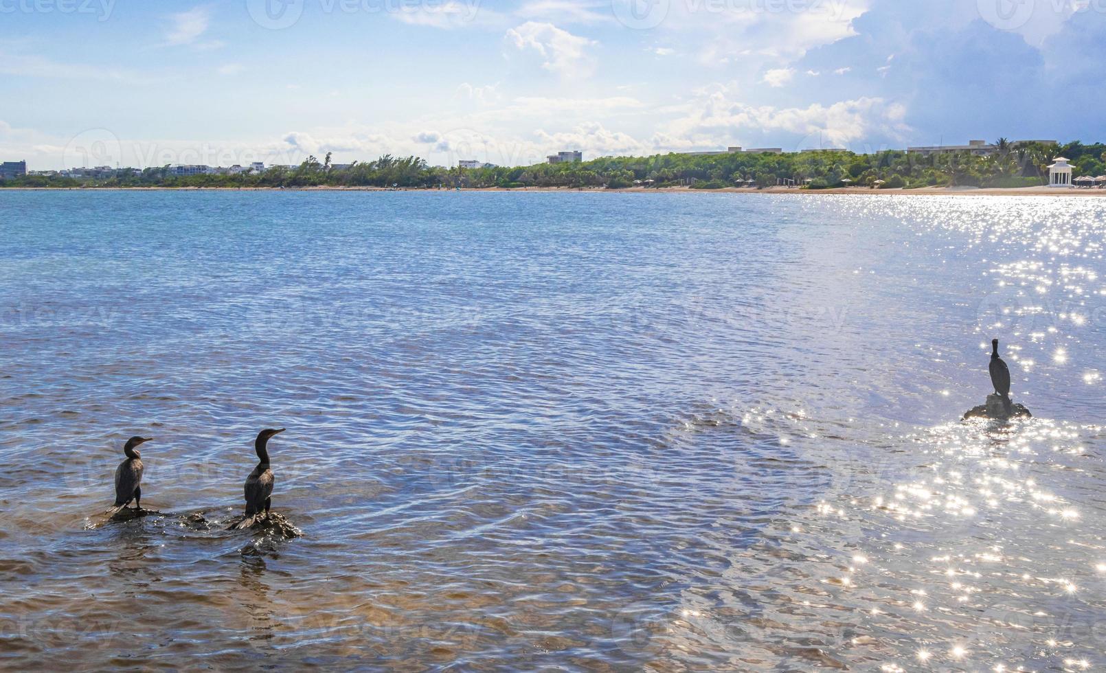 Neotropis Long-tailed Cormorant on rock stone at Beach Mexico. photo