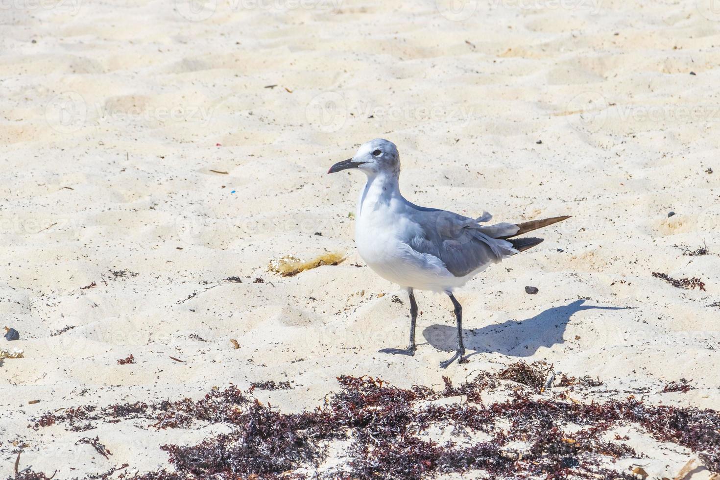 Seagull Seagulls walking on beach sand Playa del Carmen Mexico. photo