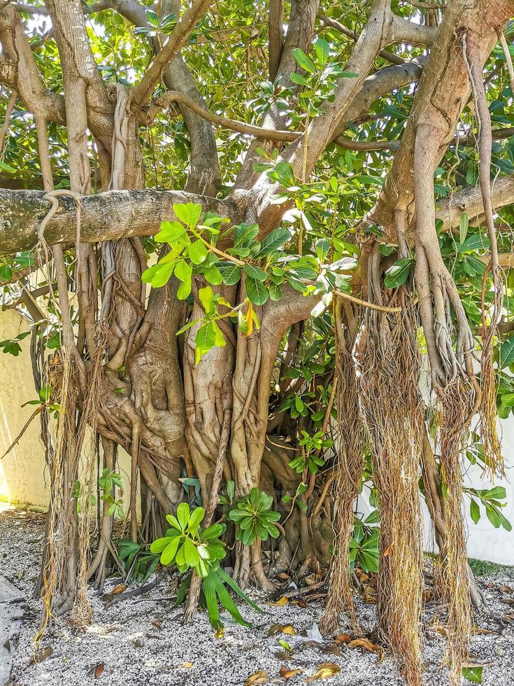 Huge beautiful Ficus maxima Fig tree Playa del Carmen Mexico. photo