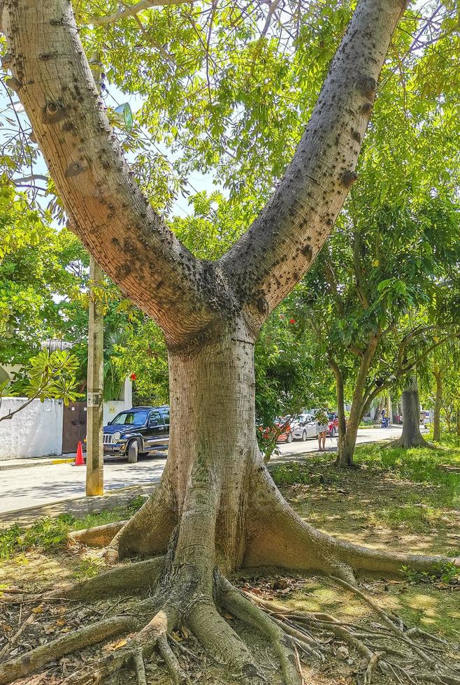 Huge beautiful Kapok tree Ceiba tree with spikes in Mexico. photo