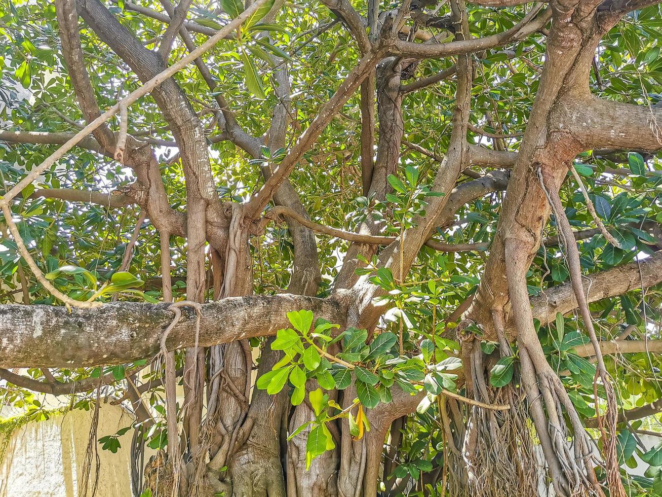 Huge beautiful Ficus maxima Fig tree Playa del Carmen Mexico. 11836393 Stock Photo at Vecteezy