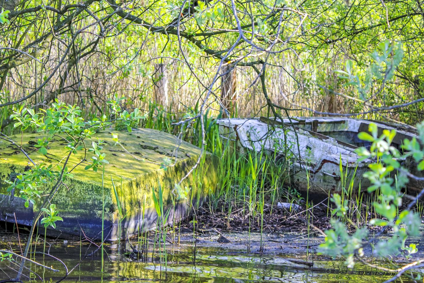 Old broken boats overgrown with green moss and mold Germany. photo