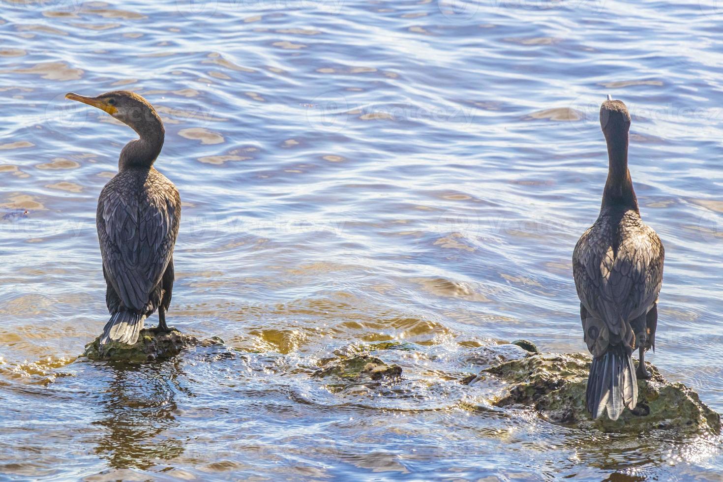 Neotropis Long-tailed Cormorant on rock stone at Beach Mexico. photo