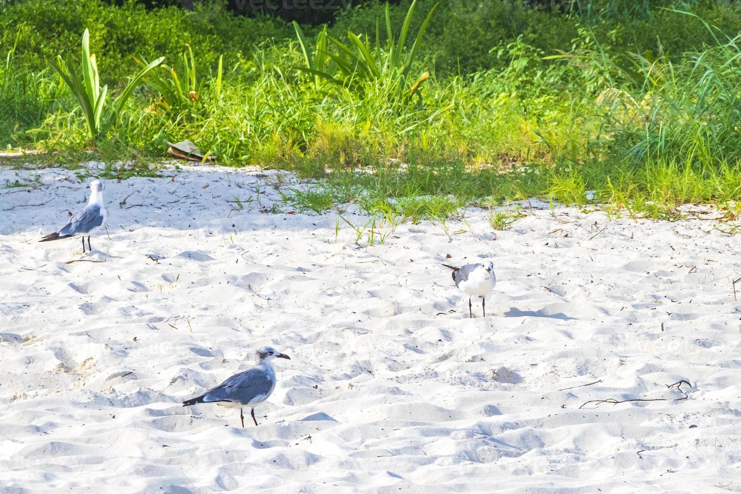 Seagull Seagulls walking on beach sand Playa del Carmen Mexico. photo