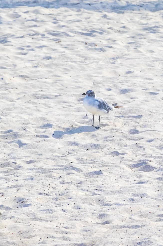 Seagull Seagulls walking on beach sand Playa del Carmen Mexico. photo