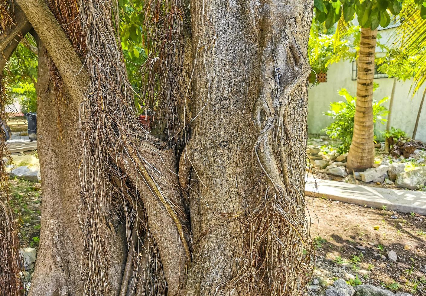 Huge beautiful Ficus maxima Fig tree Playa del Carmen Mexico. photo