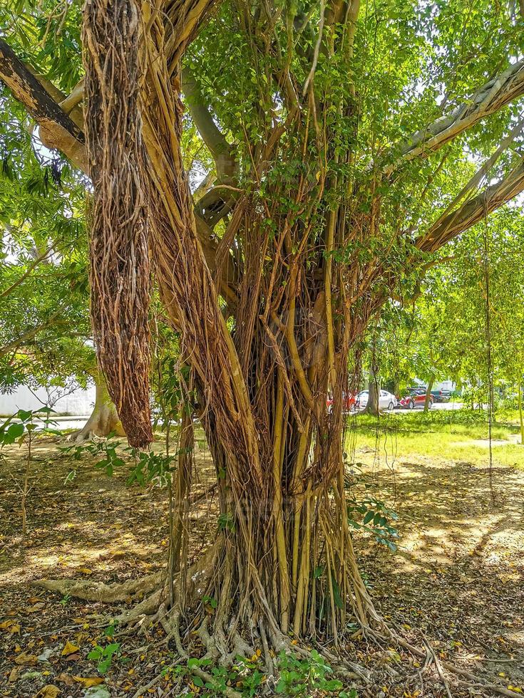 enorme hermoso ficus maxima higuera playa del carmen mexico. foto