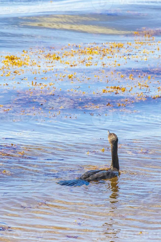 Neotropis Long-tailed Cormorant swimming in water at Beach Mexico. photo