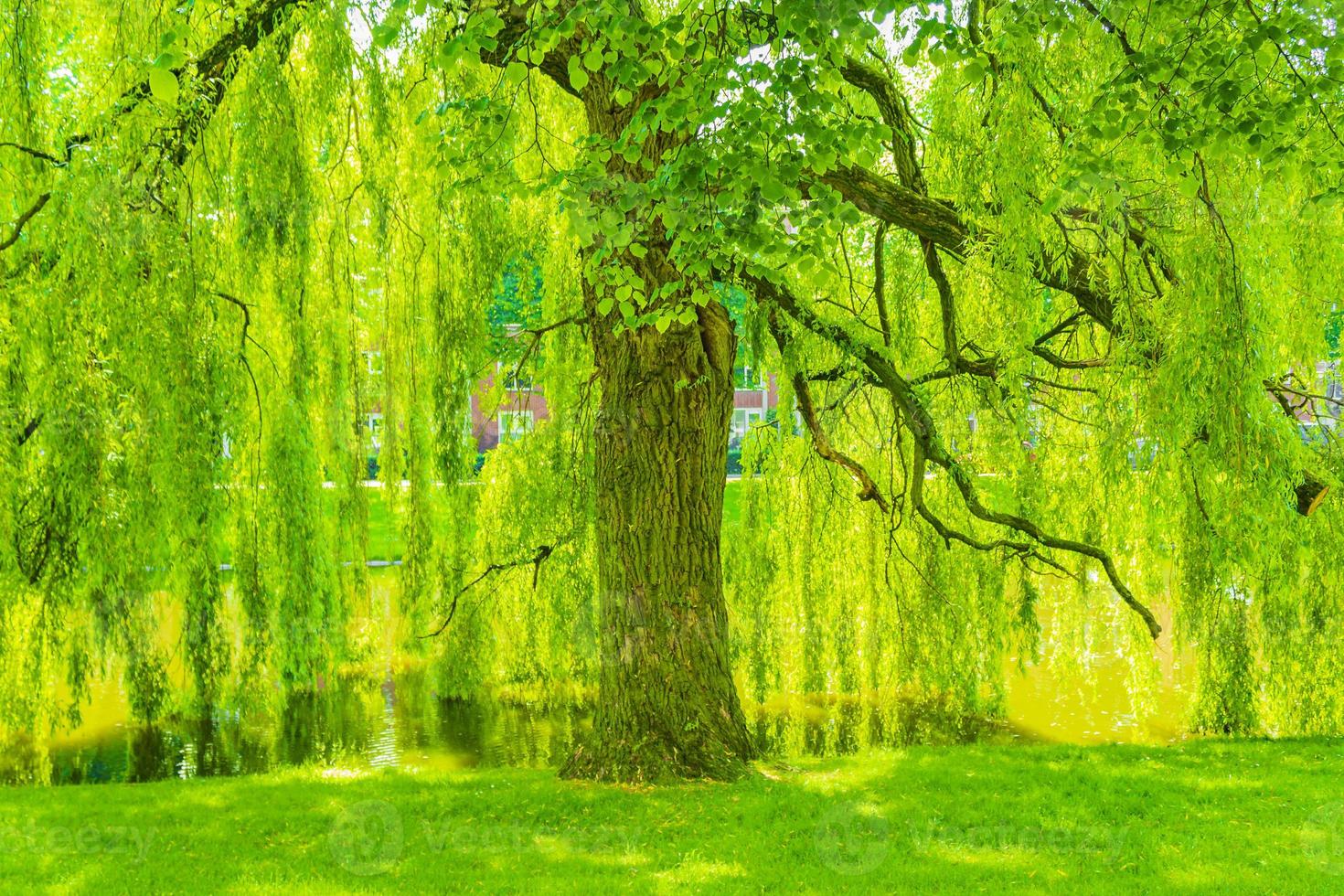 Forest park trees plants and nature city of Groningen Netherlands. photo