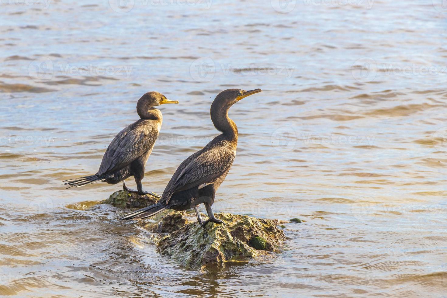 Neotropis Long-tailed Cormorant on rock stone at Beach Mexico. photo