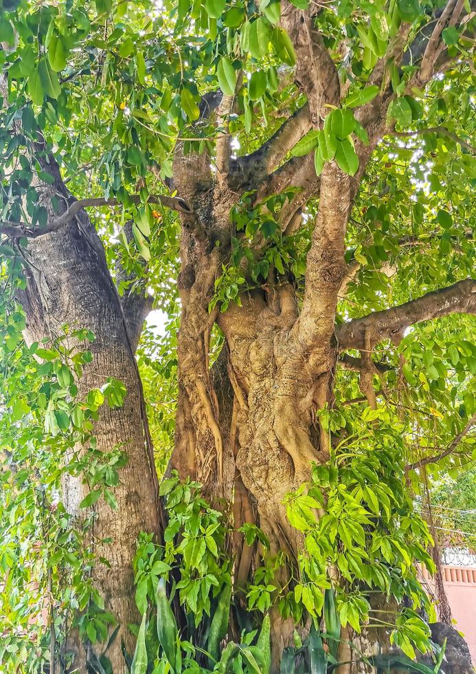 Huge beautiful Ficus maxima Fig tree Playa del Carmen Mexico. photo