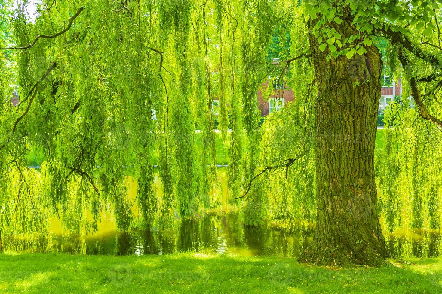 bosque parque arboles plantas y naturaleza ciudad de groningen holanda. foto