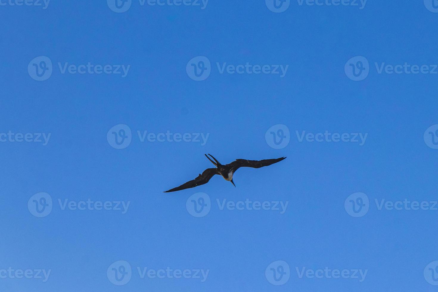 Fregat birds flock fly blue sky clouds background in Mexico. photo