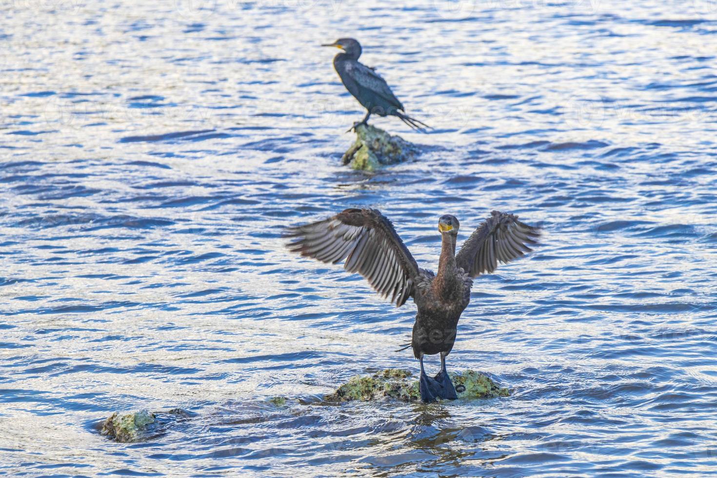 Neotropis Long-tailed Cormorant on rock stone at Beach Mexico. photo