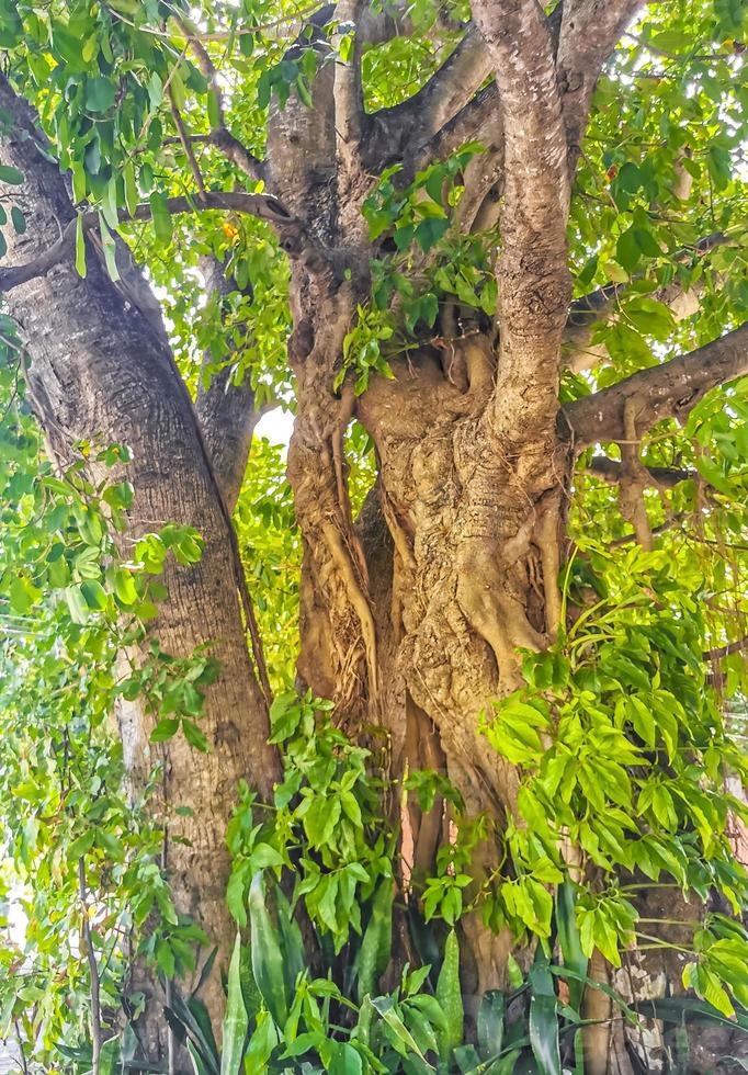 Huge beautiful Ficus maxima Fig tree Playa del Carmen Mexico. photo
