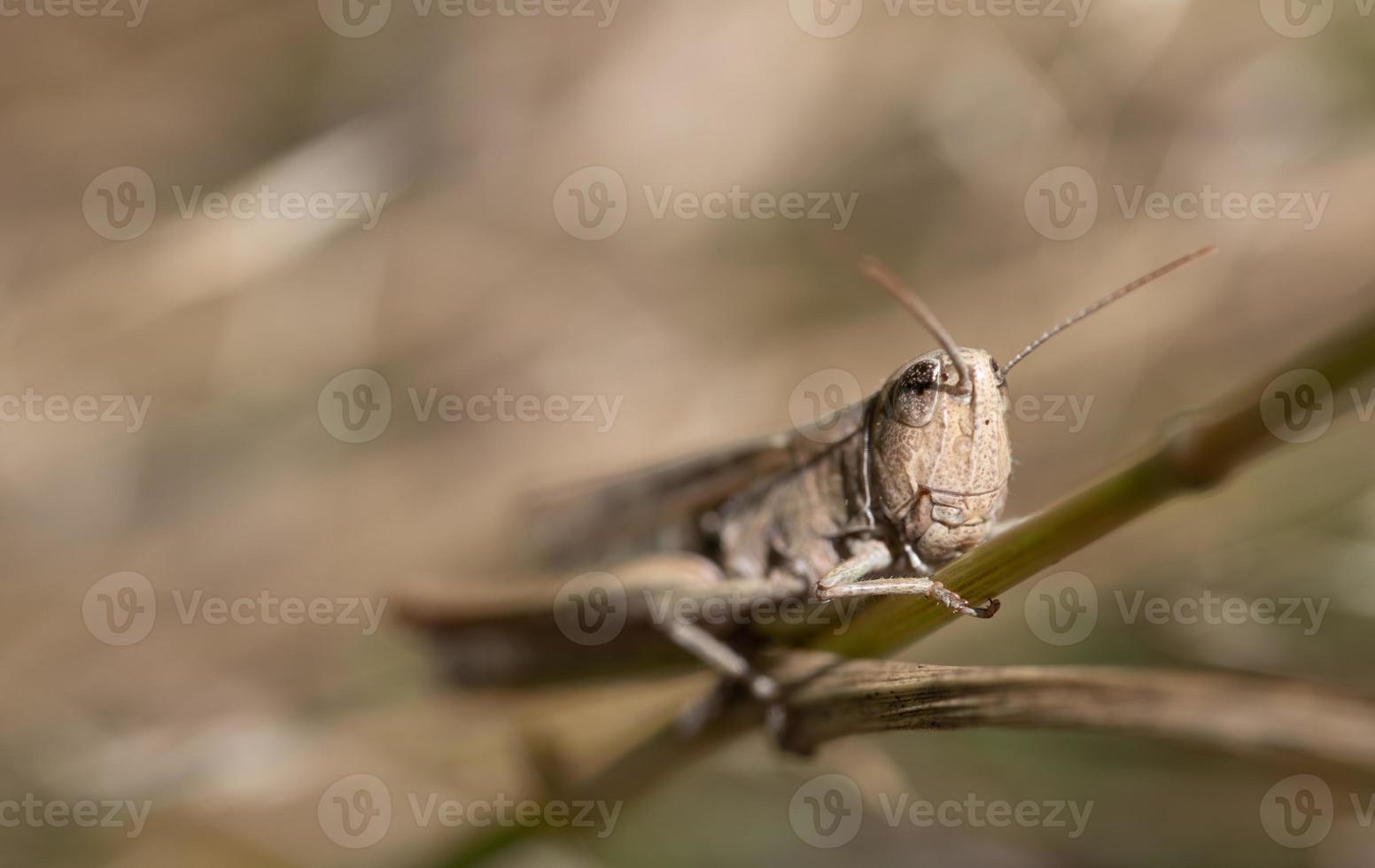primer plano de un grillo marrón escondido entre ramas secas. se puede ver la cabeza y como el insecto se agarra al tallo foto