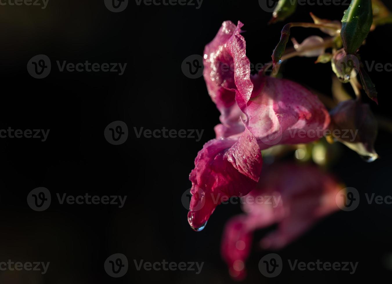 Close-up of a bloom of Indian balsam glowing purple against a dark background photo