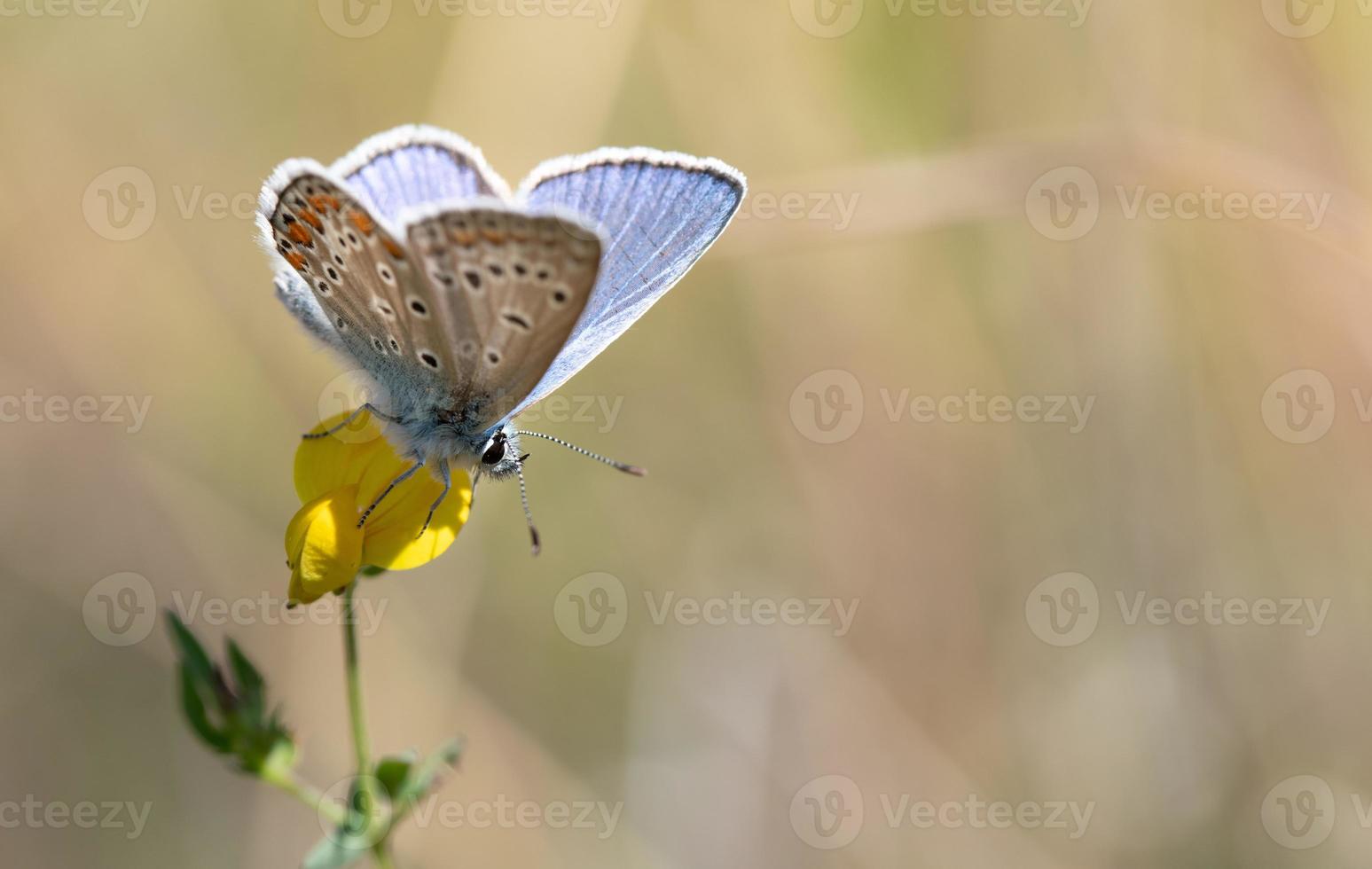 A small blue butterfly sits in the sun on a yellow flower. There is space for text on the image photo