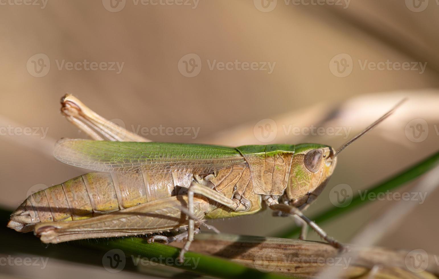 Close-up of a brown cricket hiding between dead grass photo