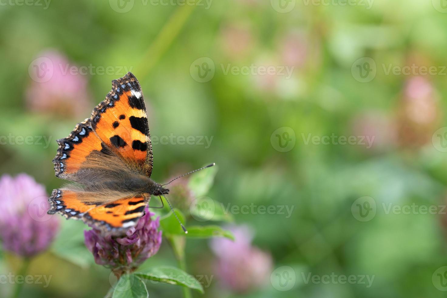 A small orange butterfly, a 'little tortoiseshell', sits on wild clover, in a meadow in summer. photo