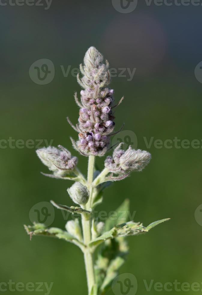 Close-up of a wild mint flower. The buds and the flower are purple. The leaves are green. The background is green and blue. photo