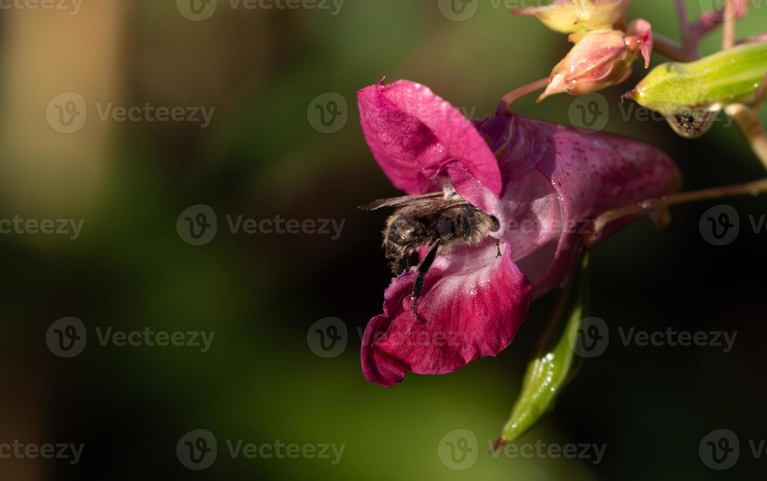 Close-up of indian balsam with a bee crawling into it. The flower is wet. In the background the sun shines through the leaves. photo