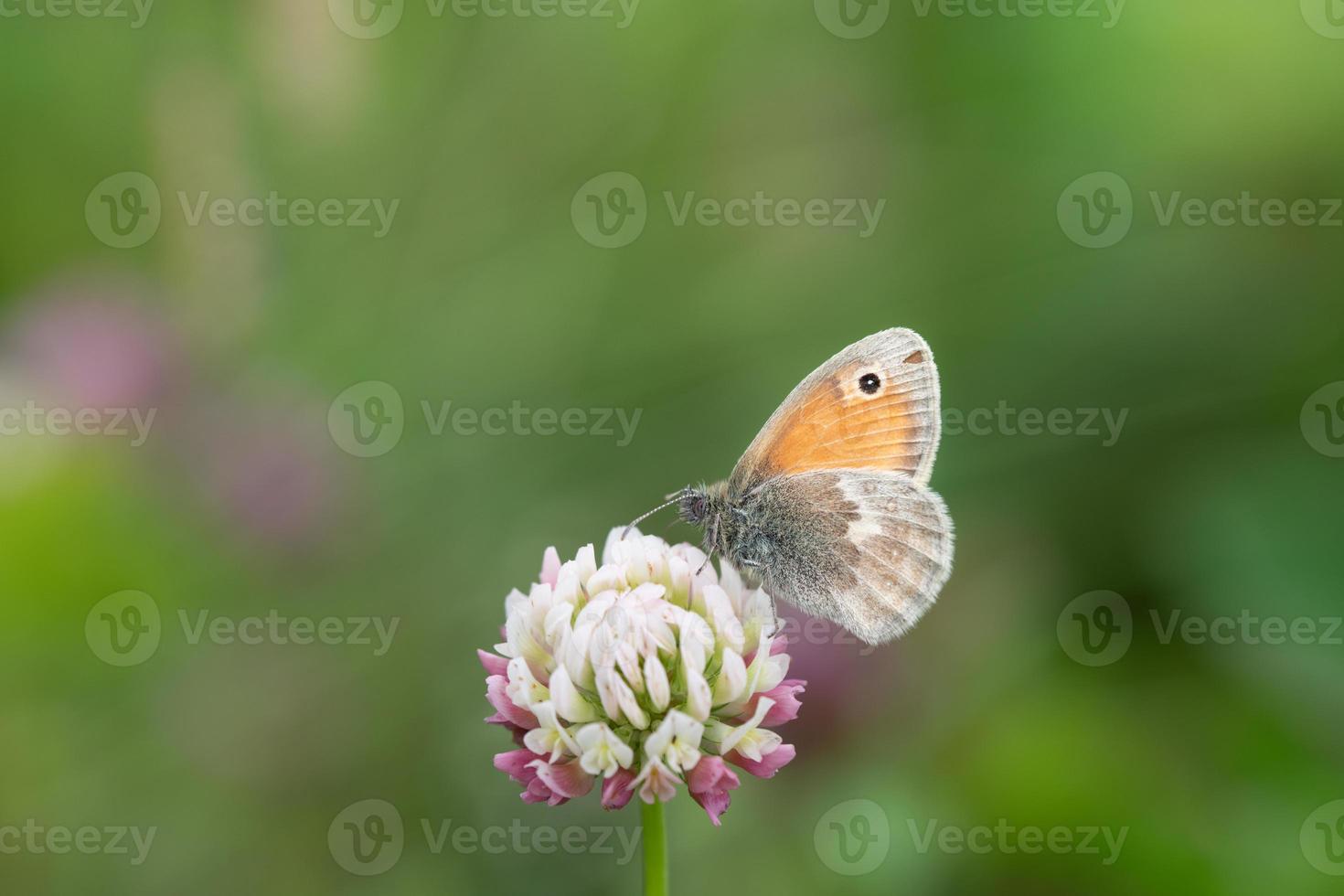 Close-up of a butterfly, a small meadowbird, sitting on a blade of grass in nature. photo