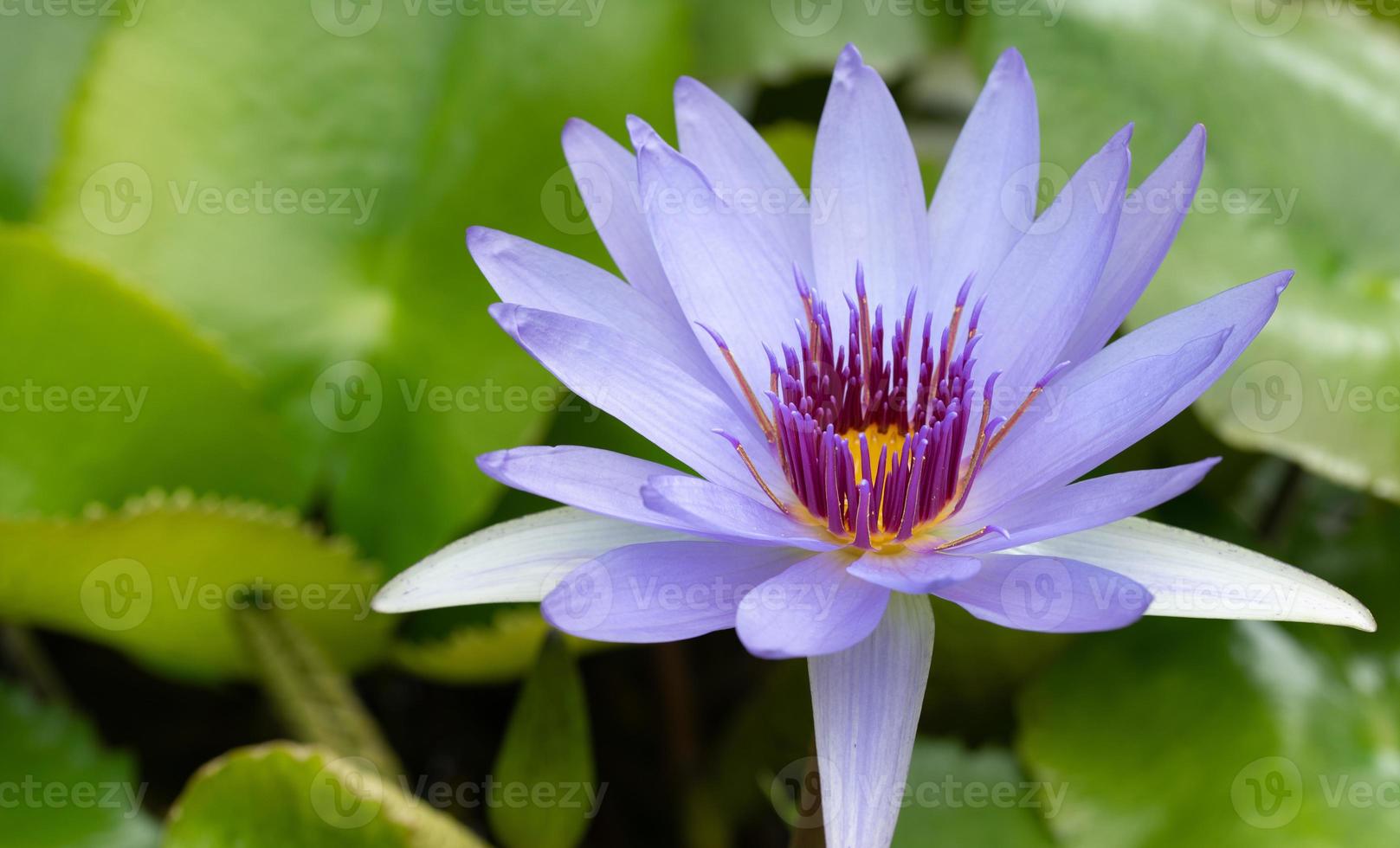 Close-up of a blue water lily, with yellow pollen, growing between lily pads. photo