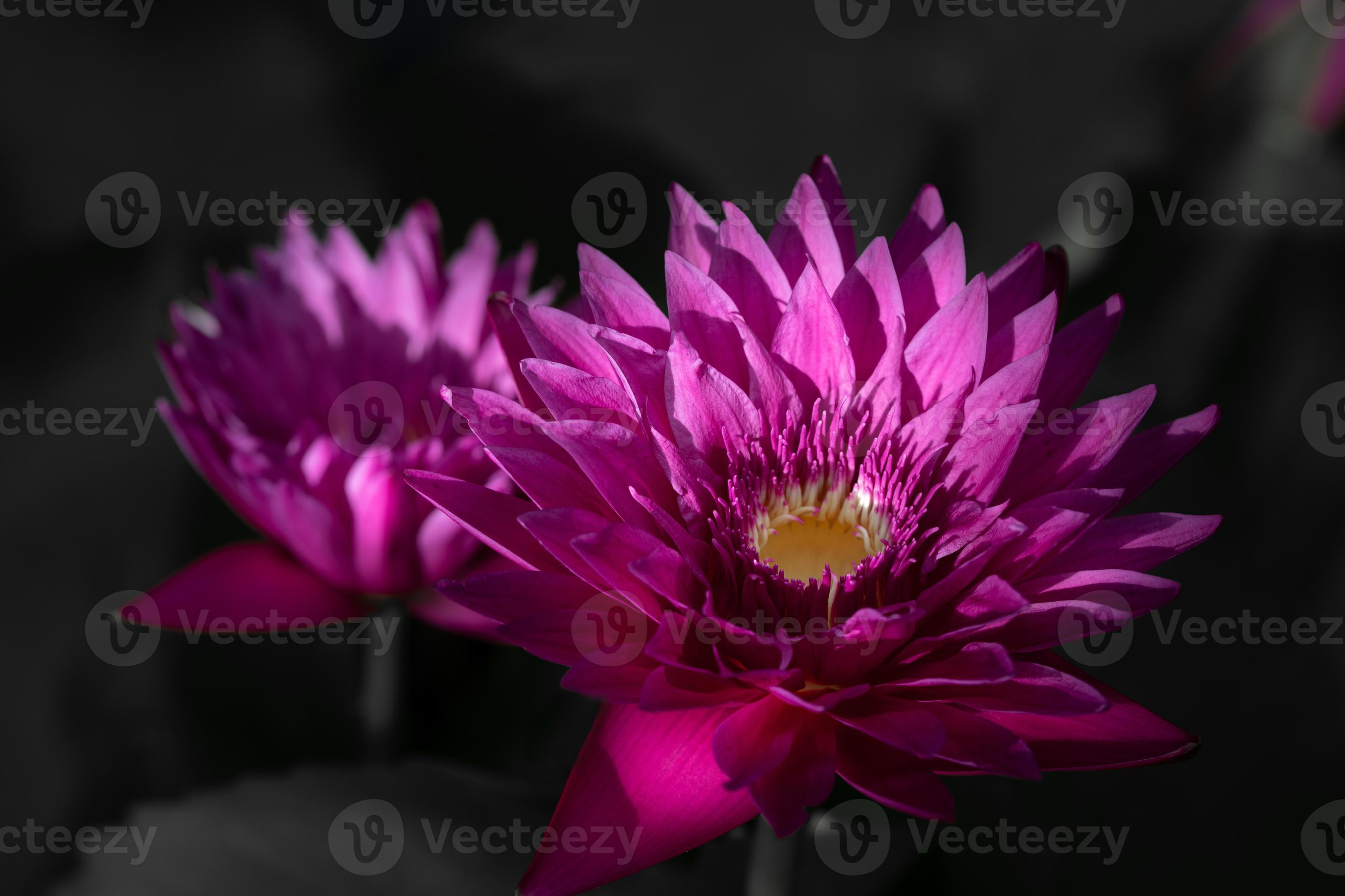 Unexpected Lily Bloom Leaks: The Evidence Is In - orzopu9