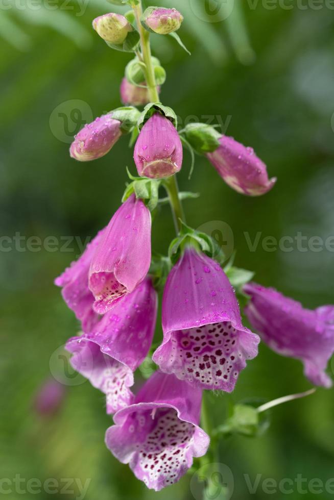 Close up of a Digitalis plant, or 'foxglove', glowing with its red flowers. There are drops of water on the plant. photo