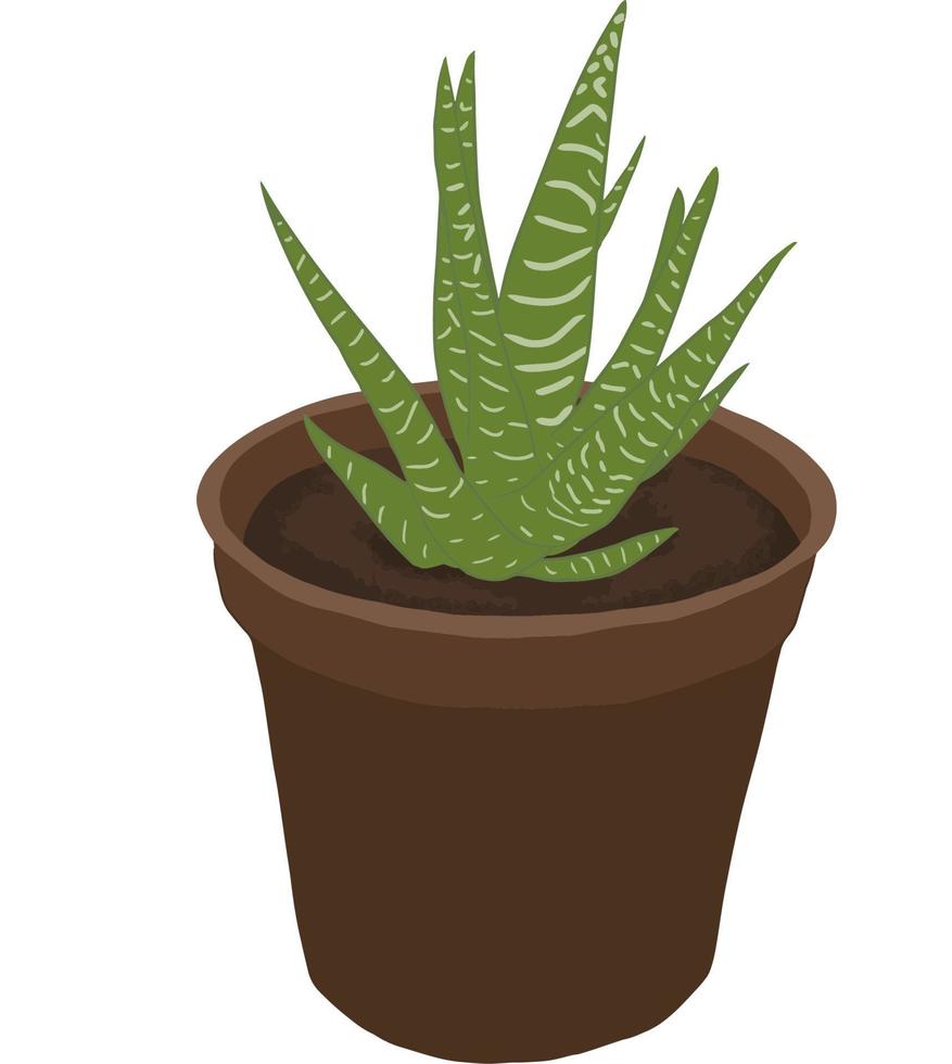 dibujos de cebra haworthia, planta verde en vector aislado de maceta marrón, ilustración, planta minimalista, para impresión o decoración del hogar. vector de cactus y plantas suculentas.
