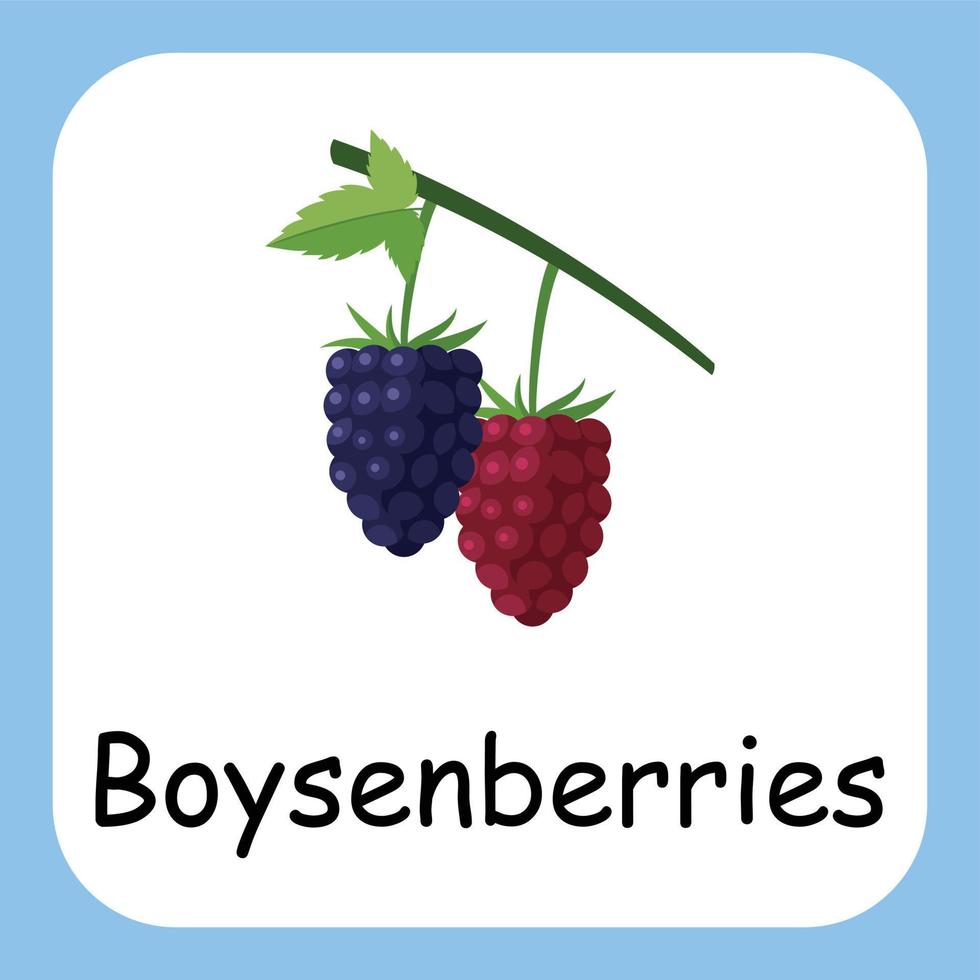 Boysenberries Clip art with text, Flat design. Education for kids. Vector Illustration