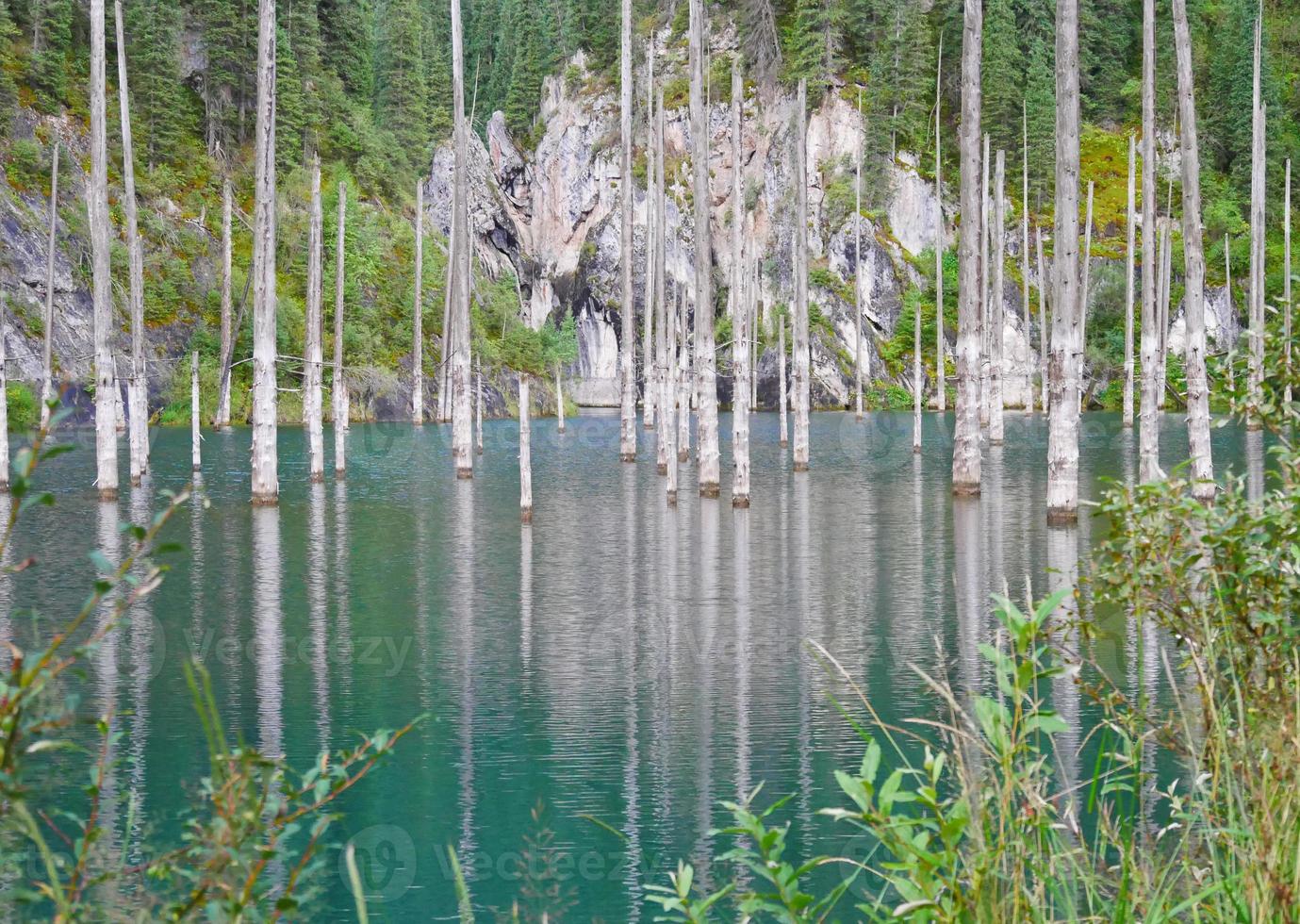 Bare trunks of trees in Lake Kaindy in Kazakhstan photo