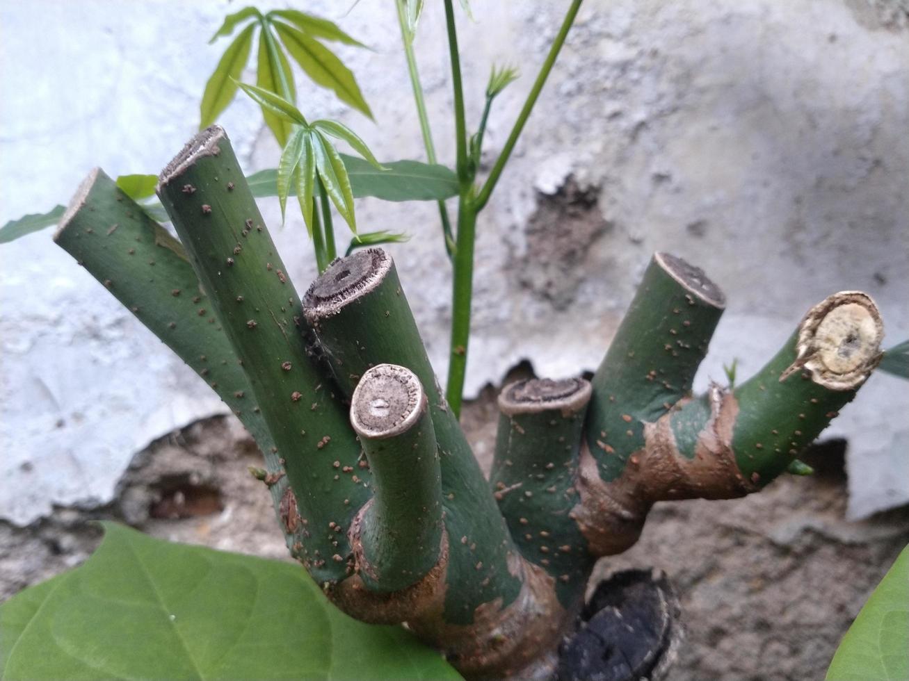 Tree shoots growing between branches against the background of broken walls. This photo can be used for anything related to gardening, nurseries, backyard, nature, greenery