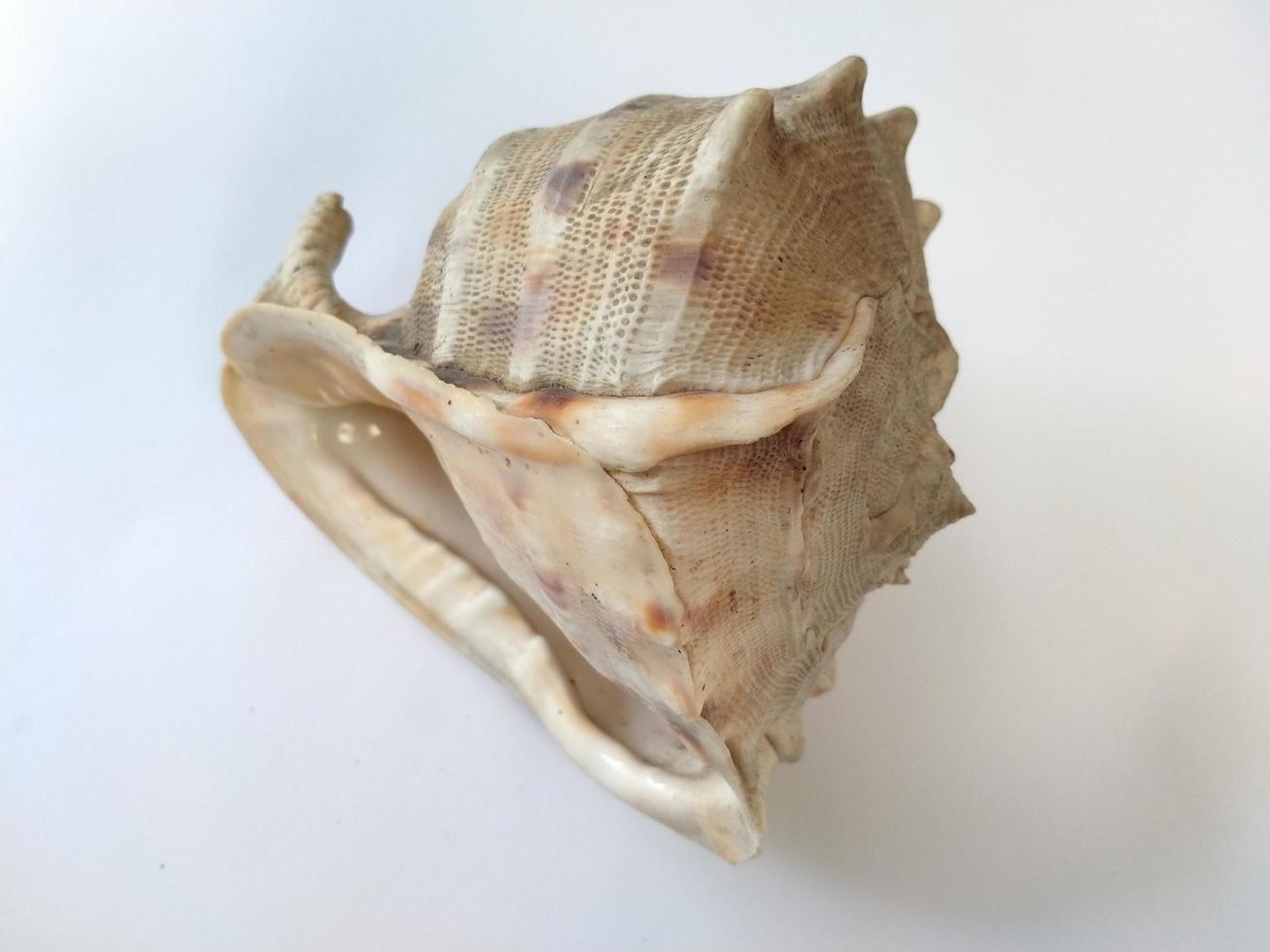 isolated big seashell on white background. Good for use on any kind business related to sea, marine, animal, nature, wild life photo