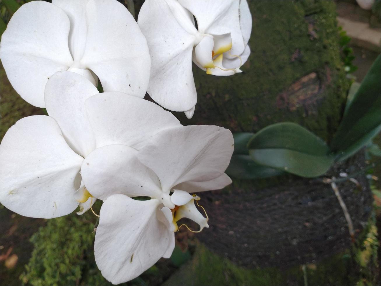 White Phalaenopsis Orchids flower blooms at the garden. Good for use on anything related to botanical, environment, nature, nursery, plantation, greenery, garden photo