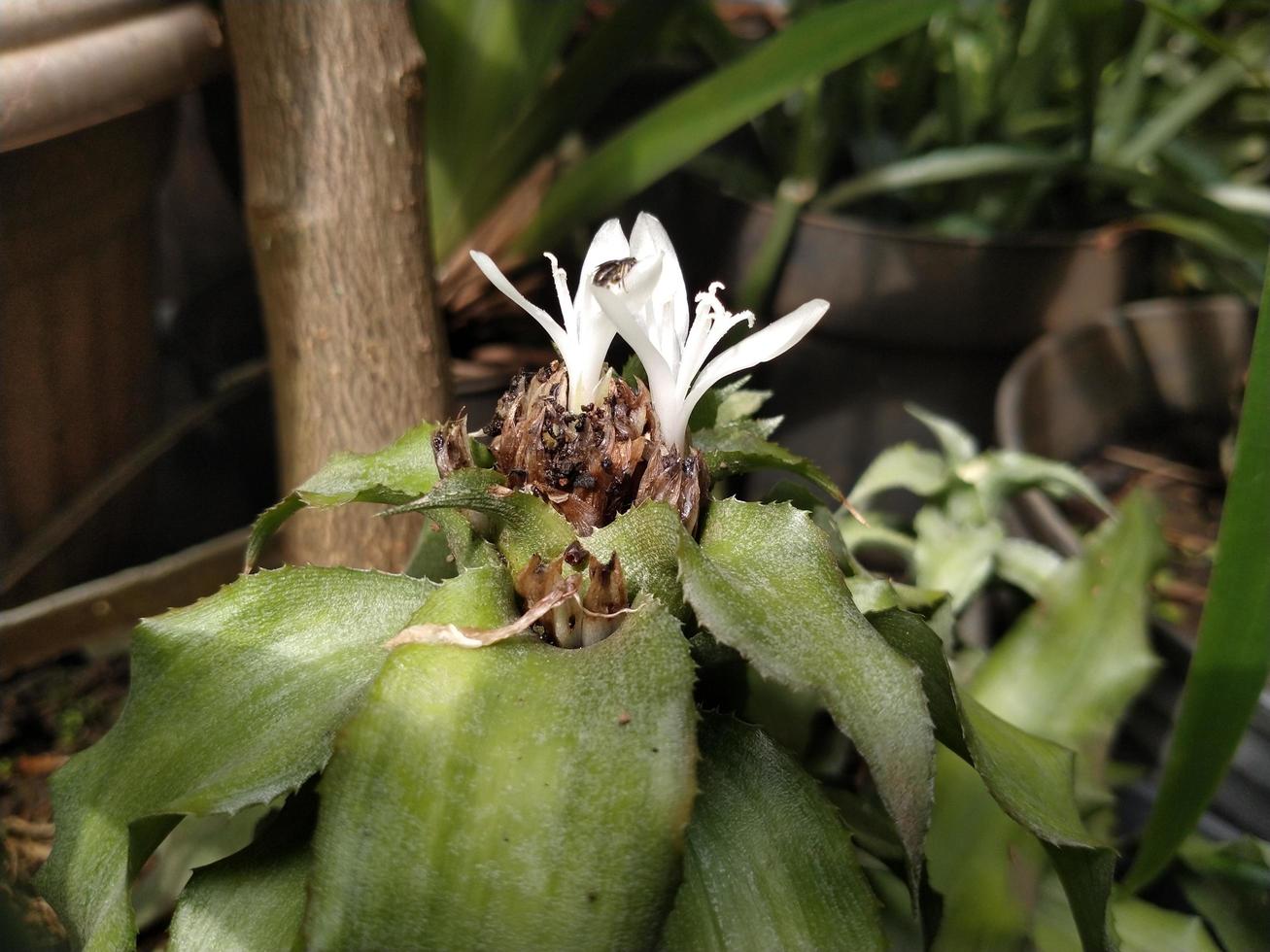 White flower of Cryptanthus acaulis plant blooms so beautiful. This photo is good for used on any kind related to nature, flower, nursery, greenery.