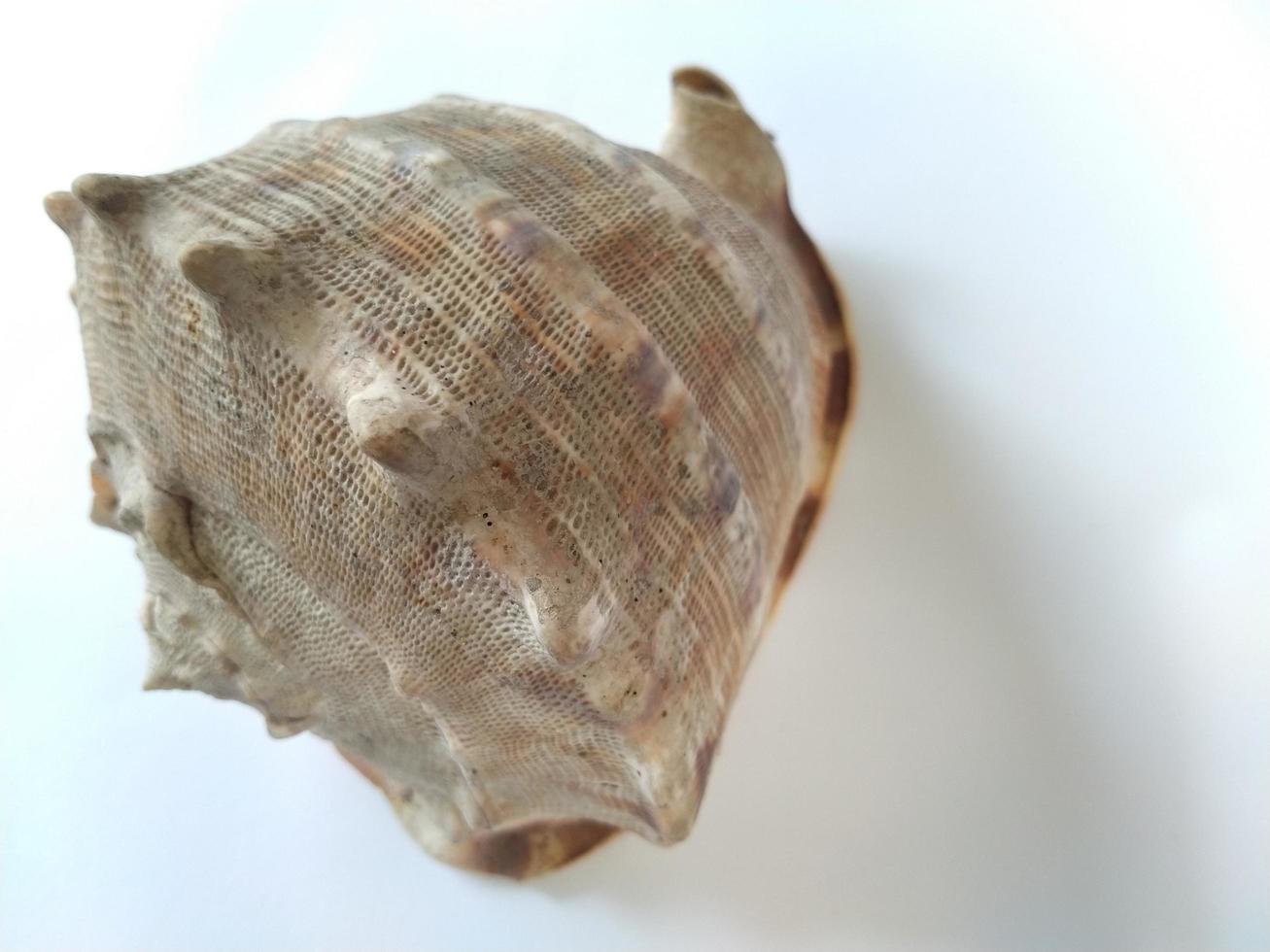isolated big seashell on white background. Good for use on any kind business related to sea, marine, animal, nature, wild life photo
