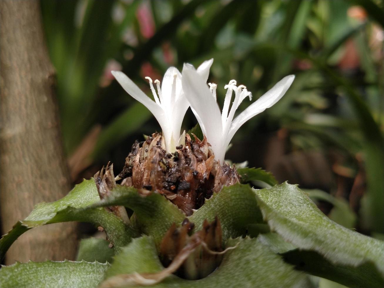 White flower of Cryptanthus acaulis plant blooms so beautiful. This photo is good for used on any kind related to nature, flower, nursery, greenery.