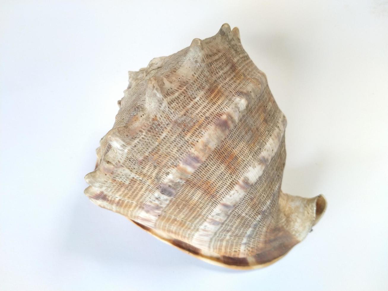 isolated big seashell on white background. Good for use on any kind business related to sea, marine, animal, nature, wild life photo