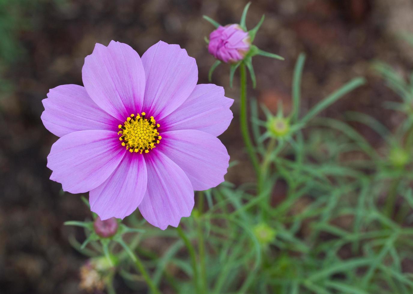 Blue cosmos flowers 11839738 Stock Photo at Vecteezy