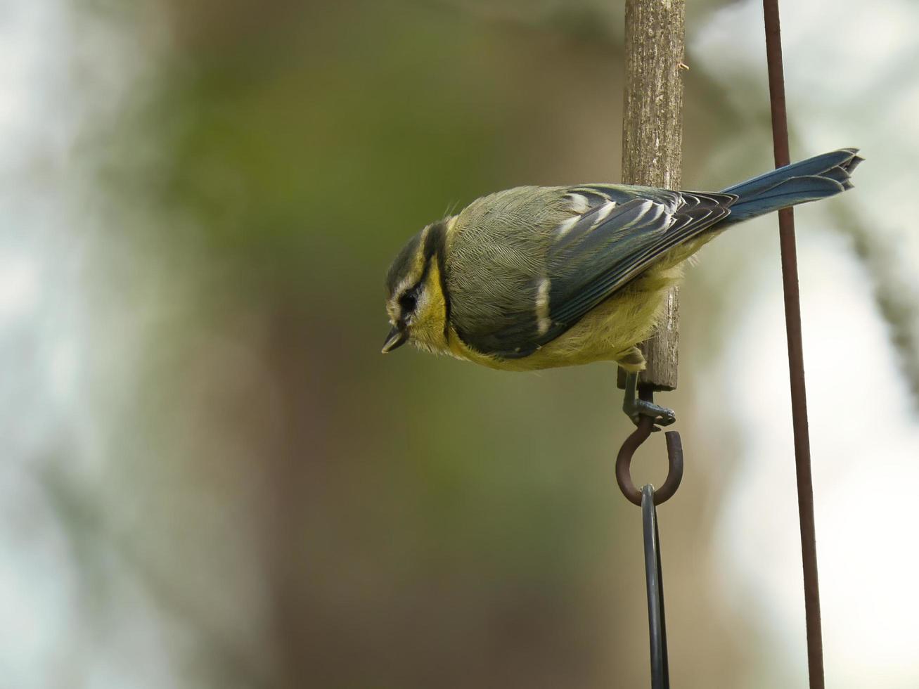 Great tit sitting in tree on a branch. Wild animal foraging for food. Animal shot photo