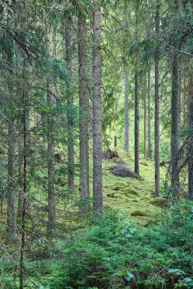 Sunlight falling through a forest of pine trees. Trees and moss on the forest floor photo