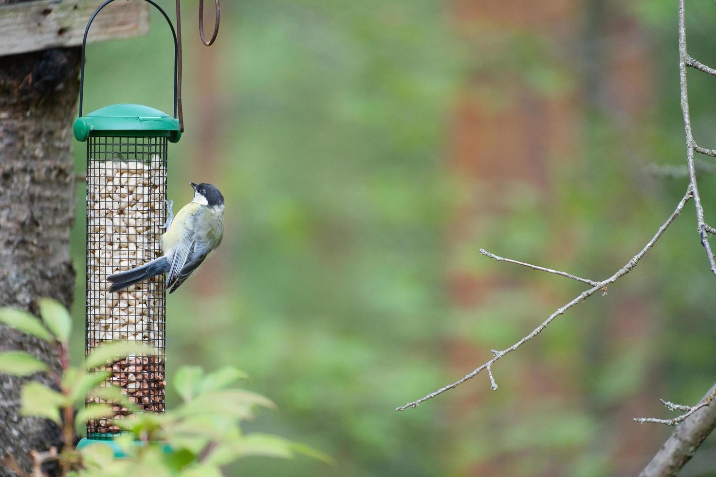 Great tit at feeding basket in forest. Wild animal foraging for food. Animal shot photo