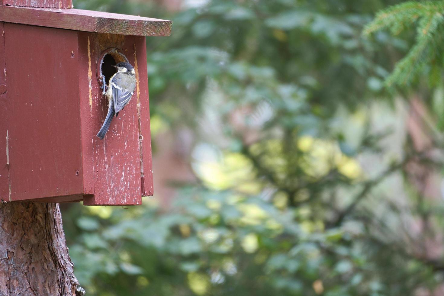 Great tit on a red bird house. Animal shot of a songbird from nature. Animal photo