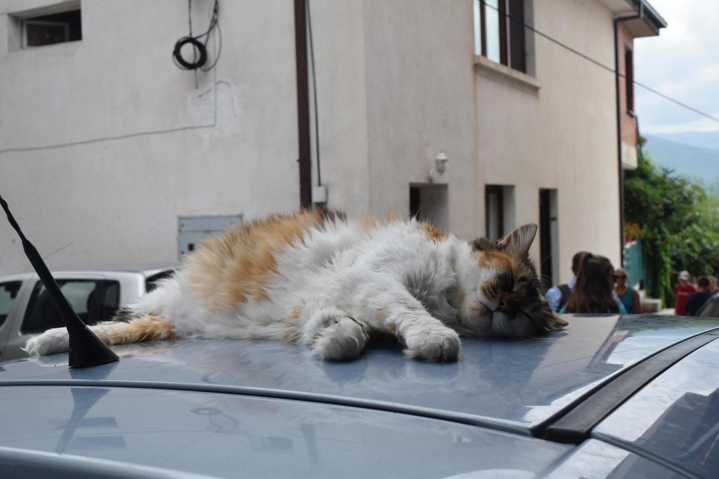 the cat sleeps on the roof of the car photo