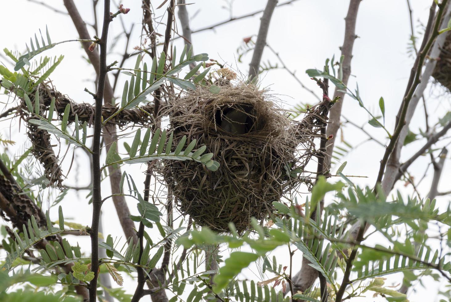 nido de pájaro en la parte superior del árbol foto