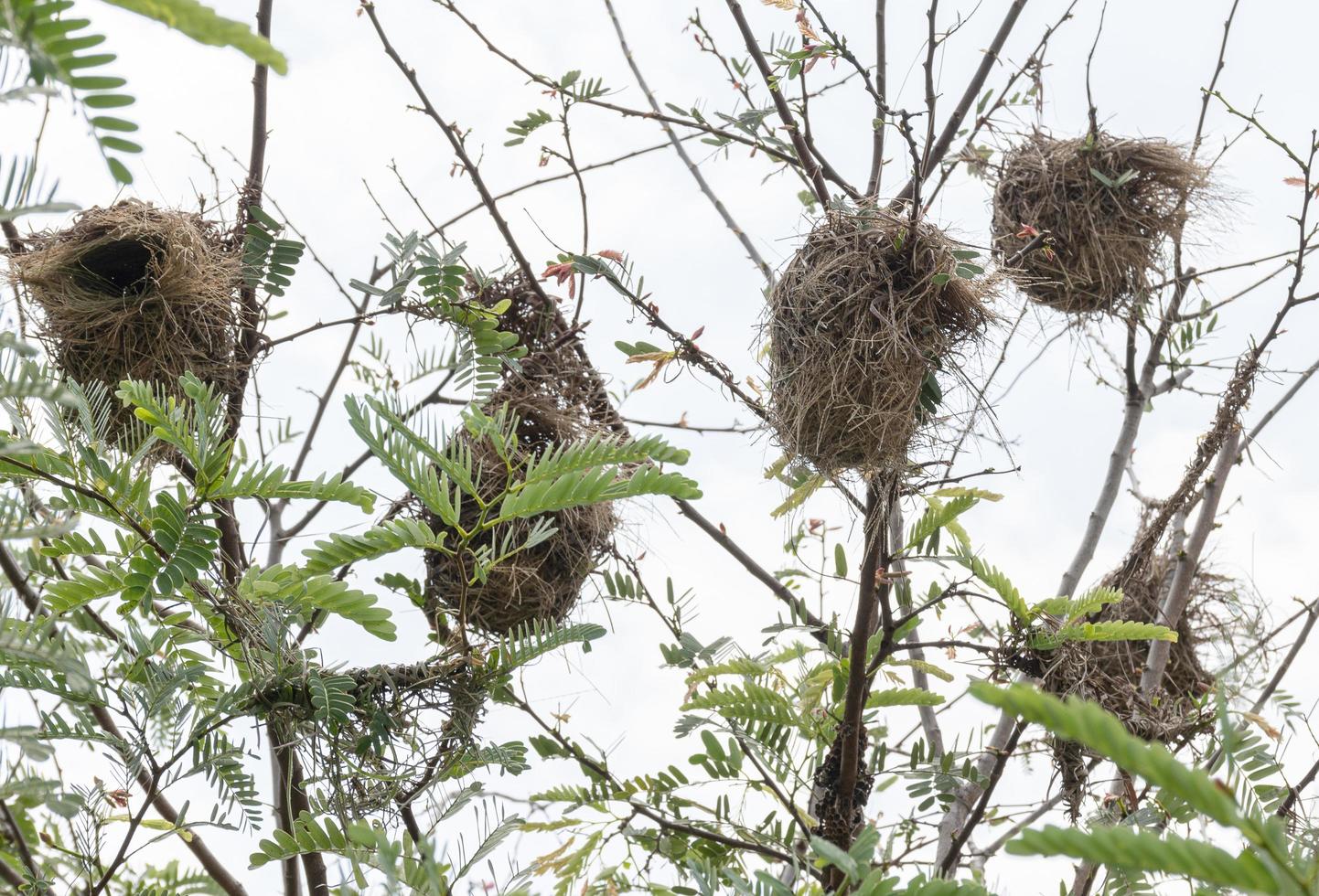 Bird's nest on top of tree photo
