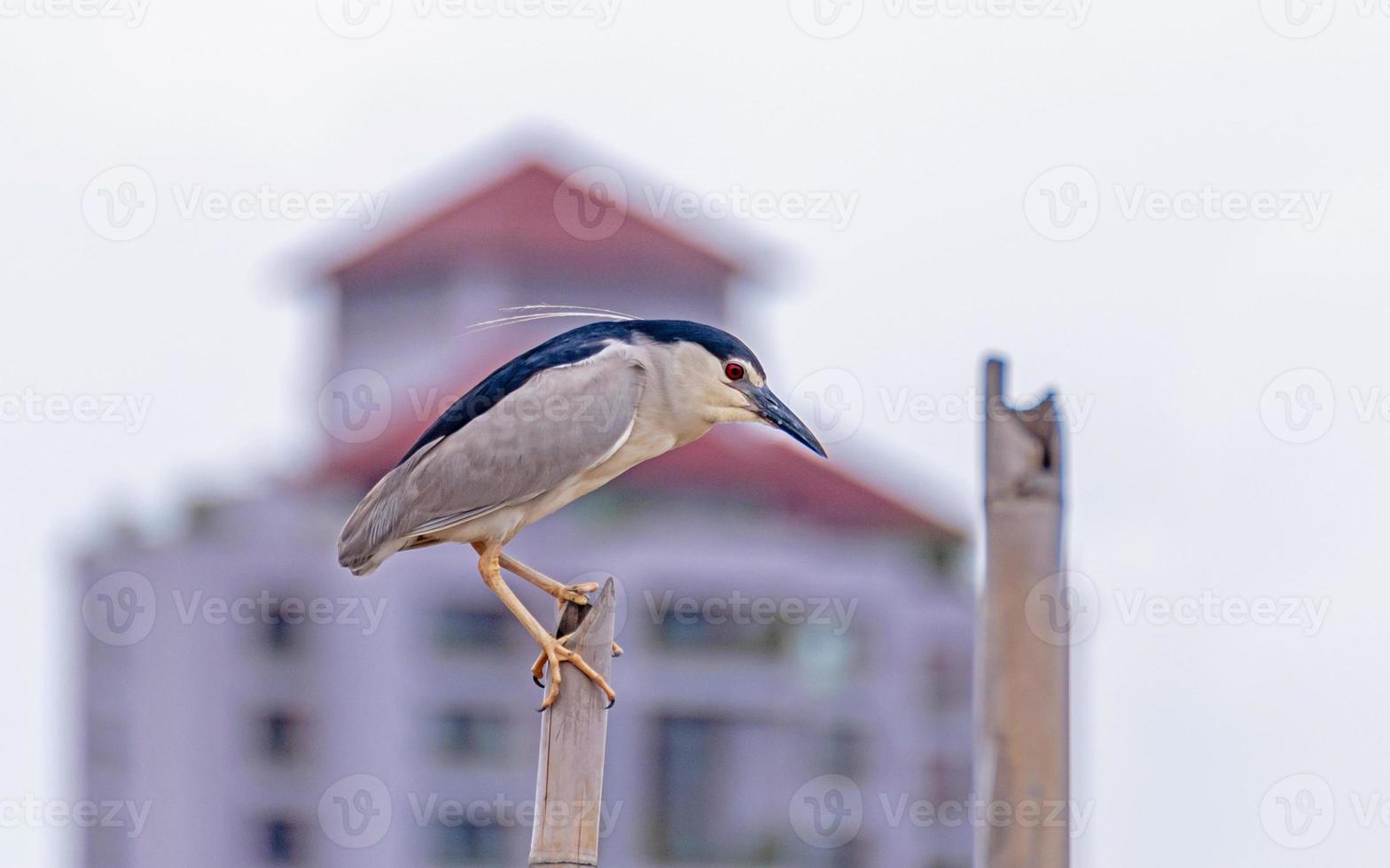 nycticorax nycticorax encaramado en un tocón de árbol en el río foto