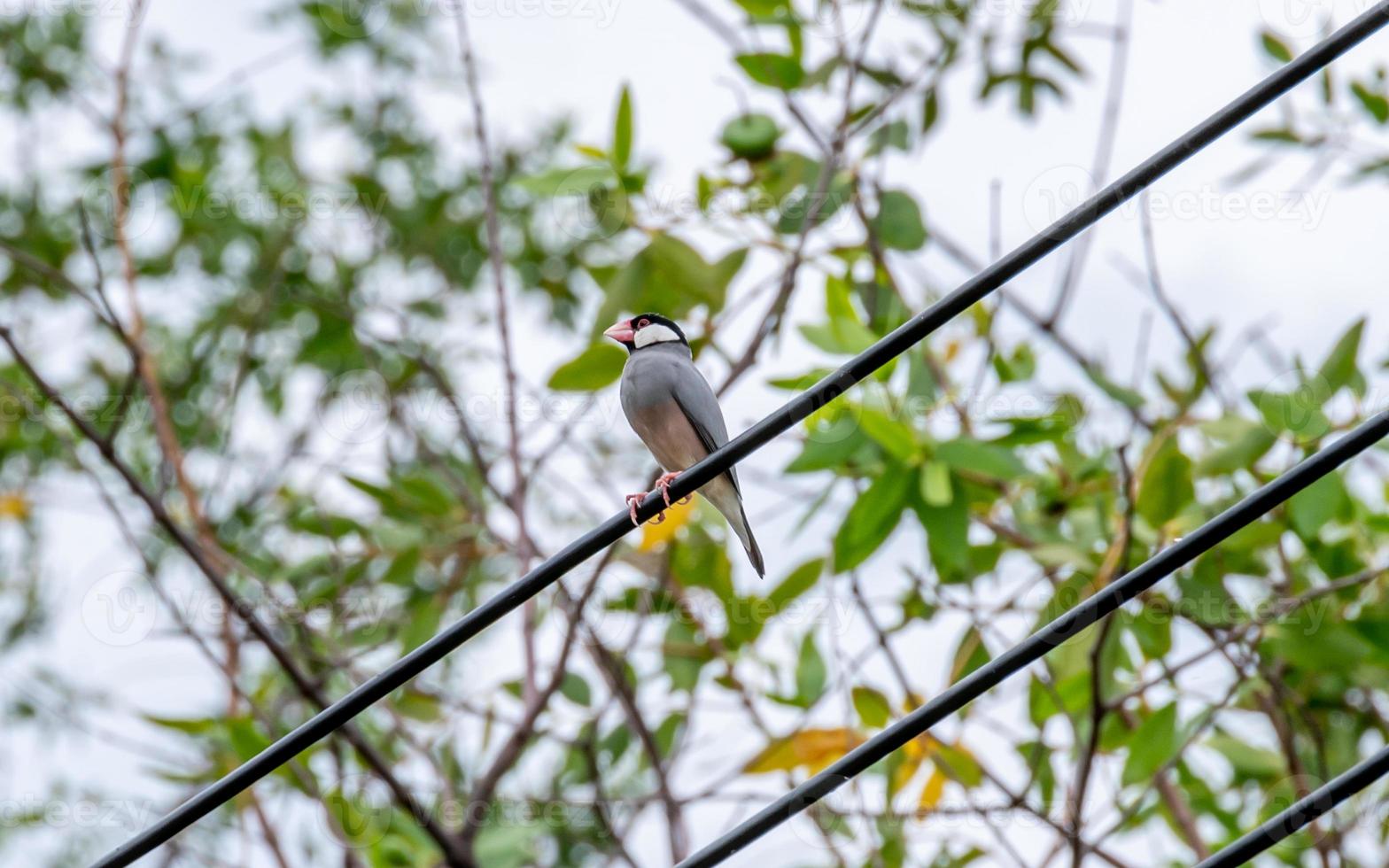 Java sparrow, Java finch perched on wire in the temple photo